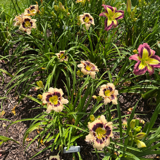 Abalone Bite Live Plant, DF