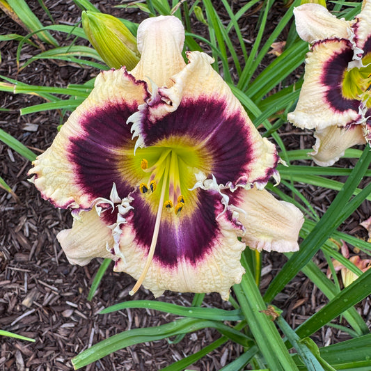 Abalone Bite Live Plant, DF