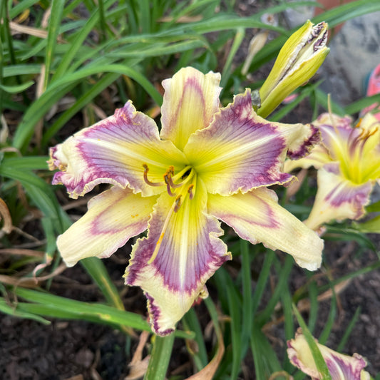 Ace of Pentacles Live Plant, DF