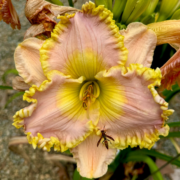 Admirals Blush x [Pollen Parent] - 5 seeds