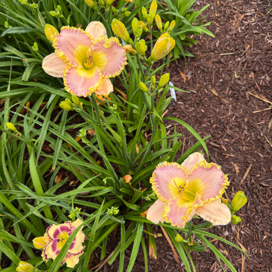 Admirals Blush Live Plant, DF