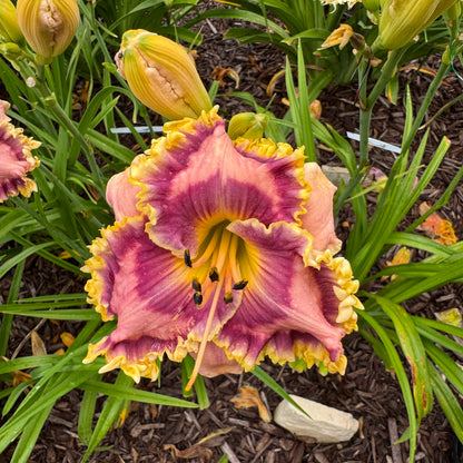 All In Favor x [Pollen Parent] - 5 seeds