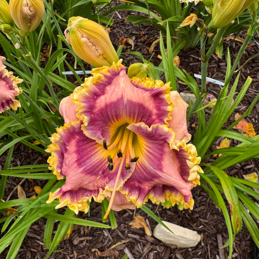 All In Favor Live Plant, DF