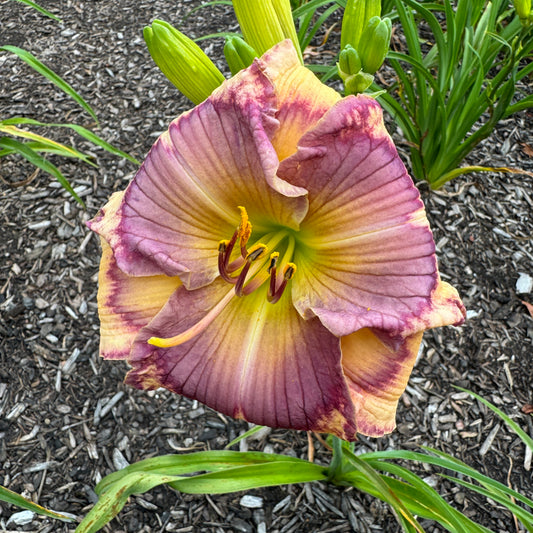 Ann Hathaway’s Garden Live Plant, DF