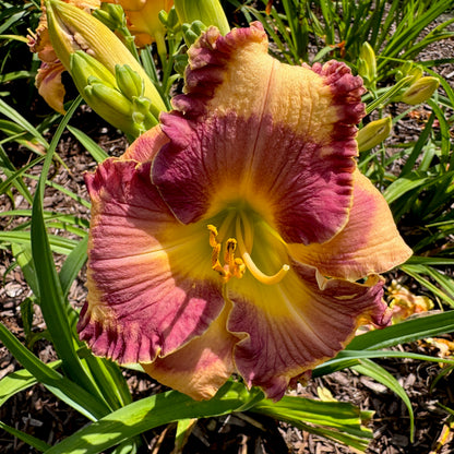 Ann Hathaway’s Garden, DF