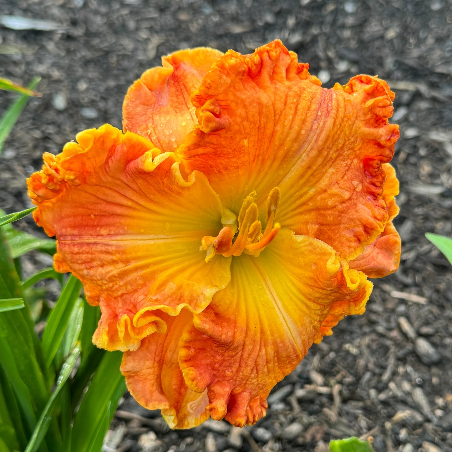 Apache Sunrise x [Pollen Parent] - 5 seeds
