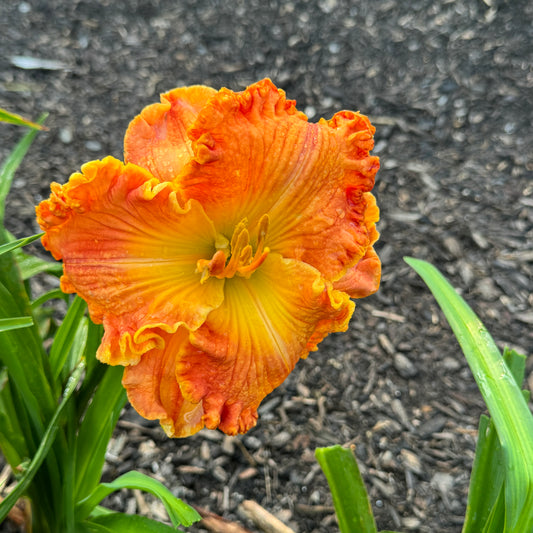 Apache Sunrise Live Plant, DF