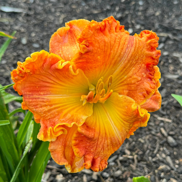 Apache Sunrise x [Pollen Parent] - 5 seeds
