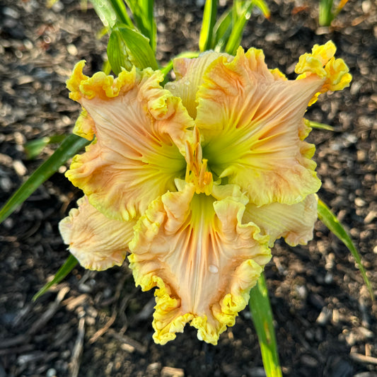 Bamboo Fan Live Plant, SF