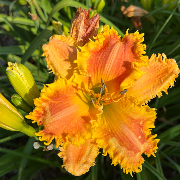 Bass Gibson x [Pollen Parent] - 5 seeds
