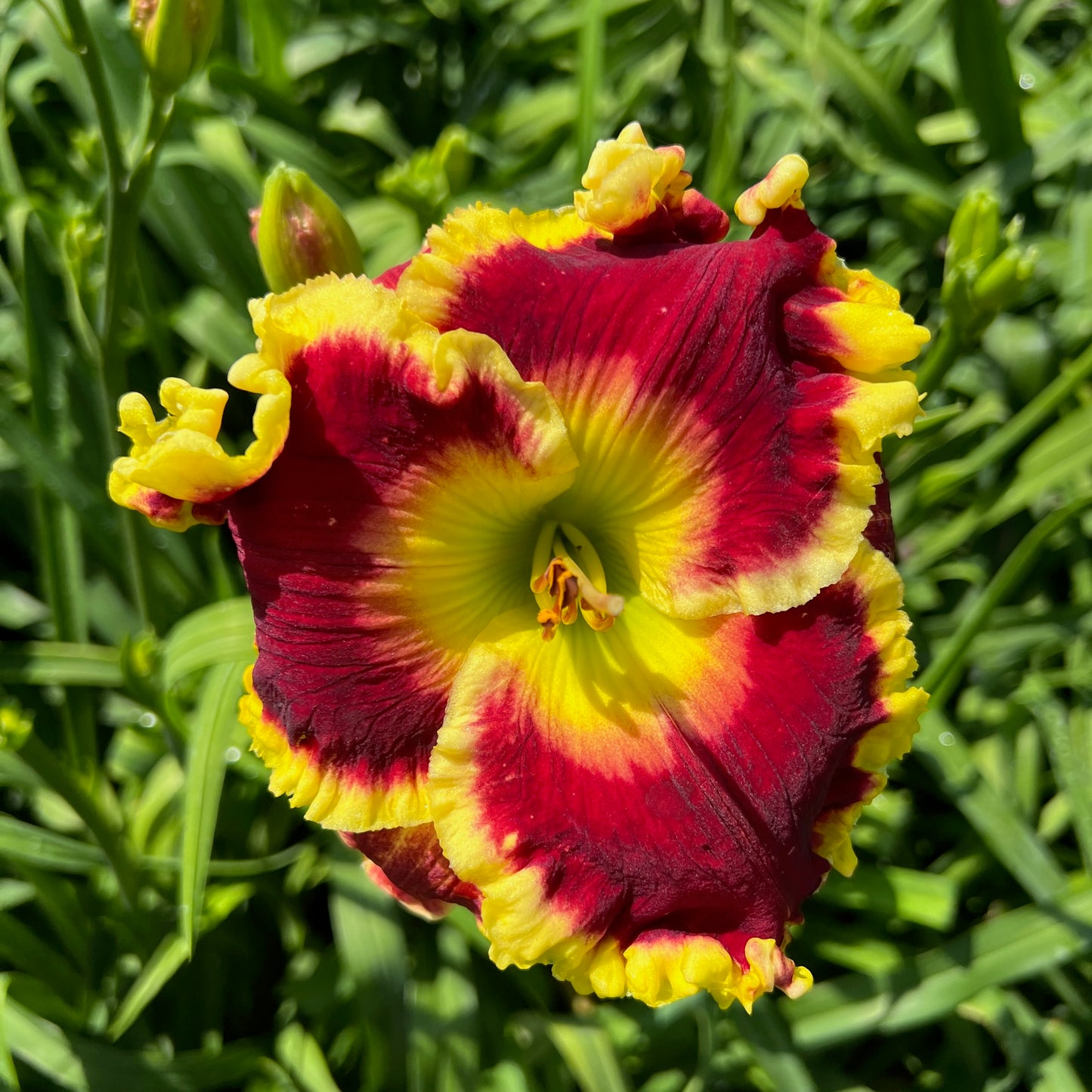 Best In Show x [Pollen Parent] - 5 seeds