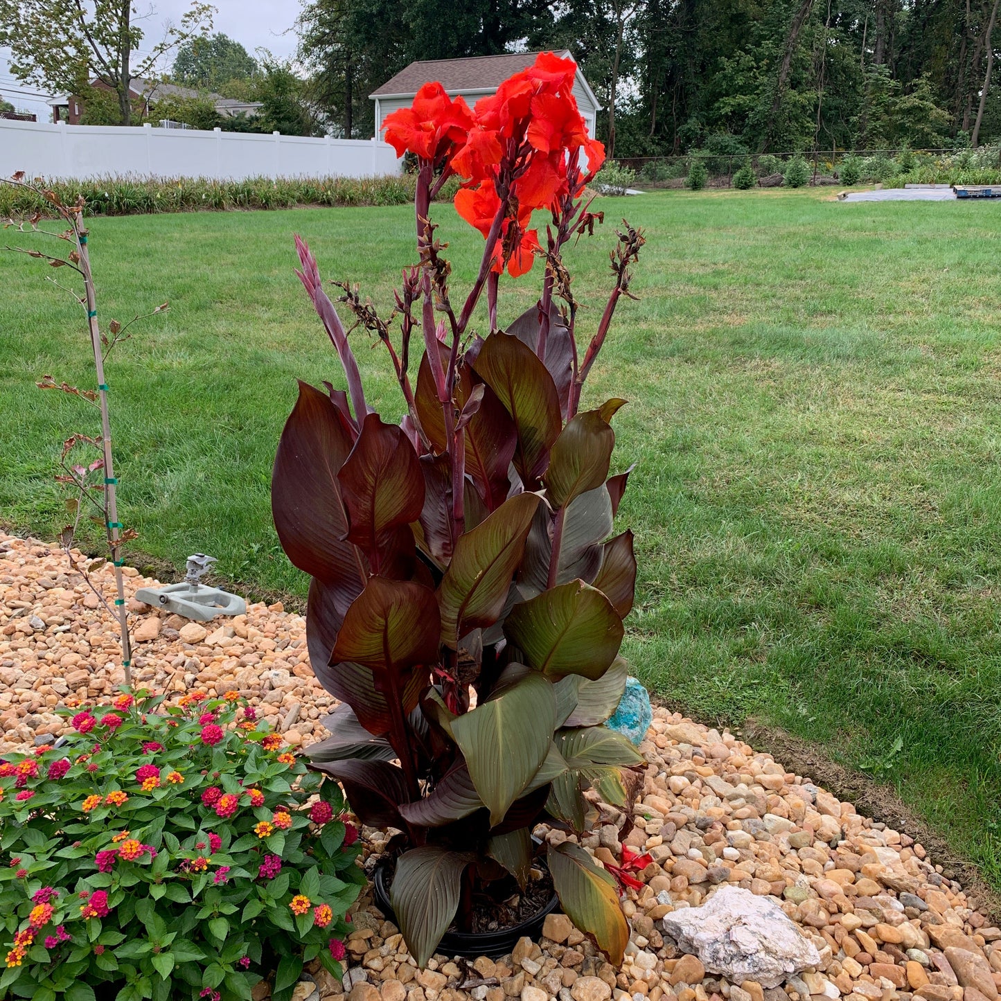 Big Red Canna Bulbs