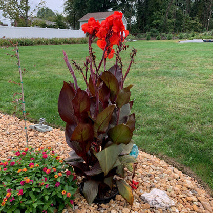Big Red Canna Bulbs