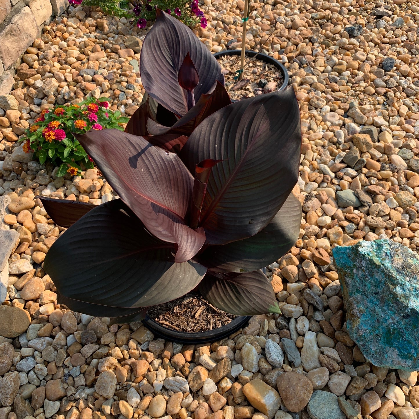 Big Red Canna Bulbs