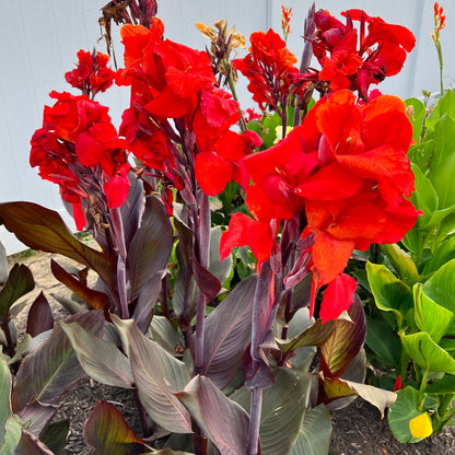 Big Red Canna Bulbs