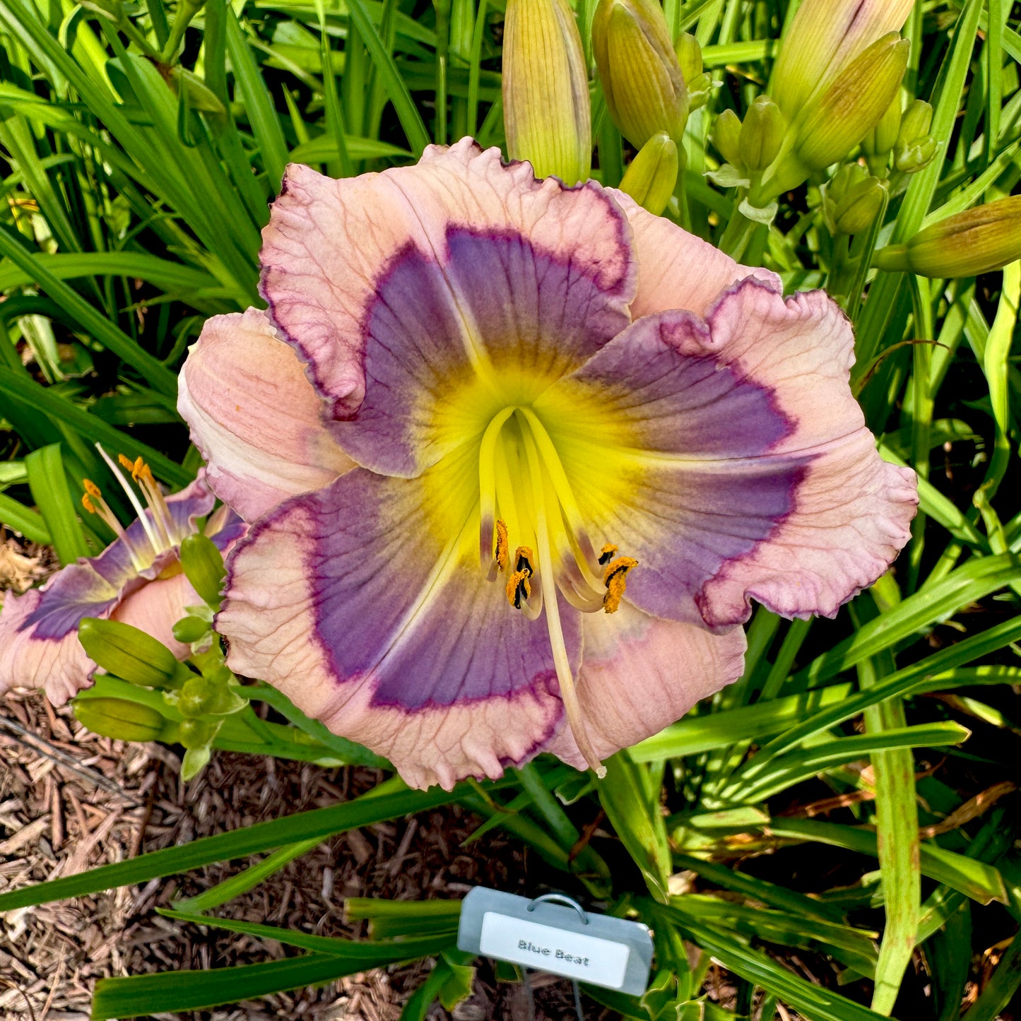 Blue Beat Daylily. Full Form, pattern daylily, purple daylily, purple flower