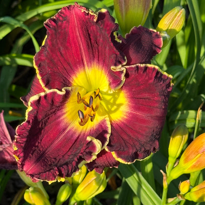 Bold Raven x [Pollen Parent] - 5 seeds