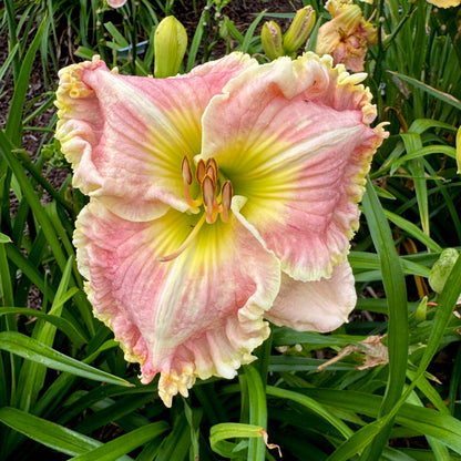 Brookey's Beauty x [Pollen Parent] - 5 seeds