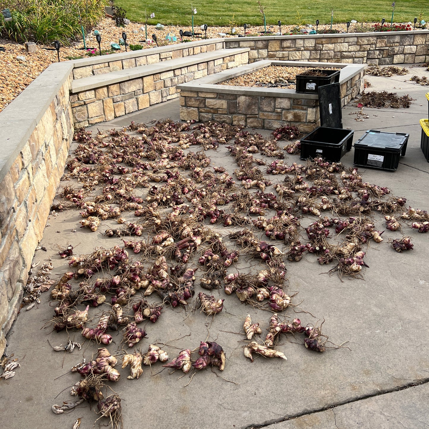 Big Red Canna Bulbs