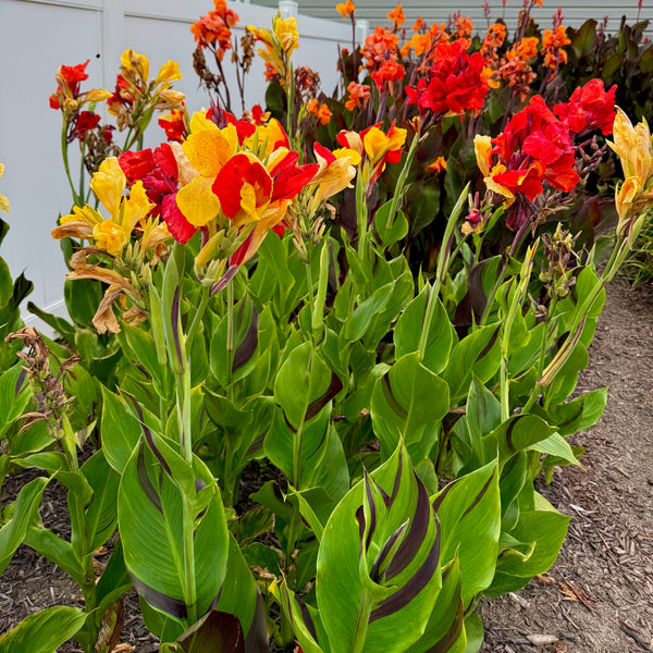Cleopatra Canna Bulbs
