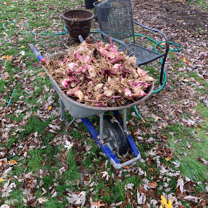 Red Canna Bulbs