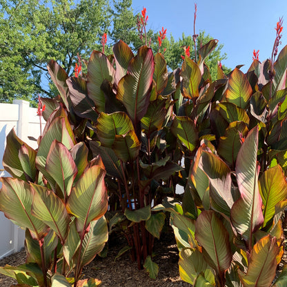 Red Canna Bulbs