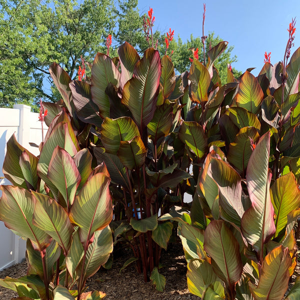 Red Canna Bulbs