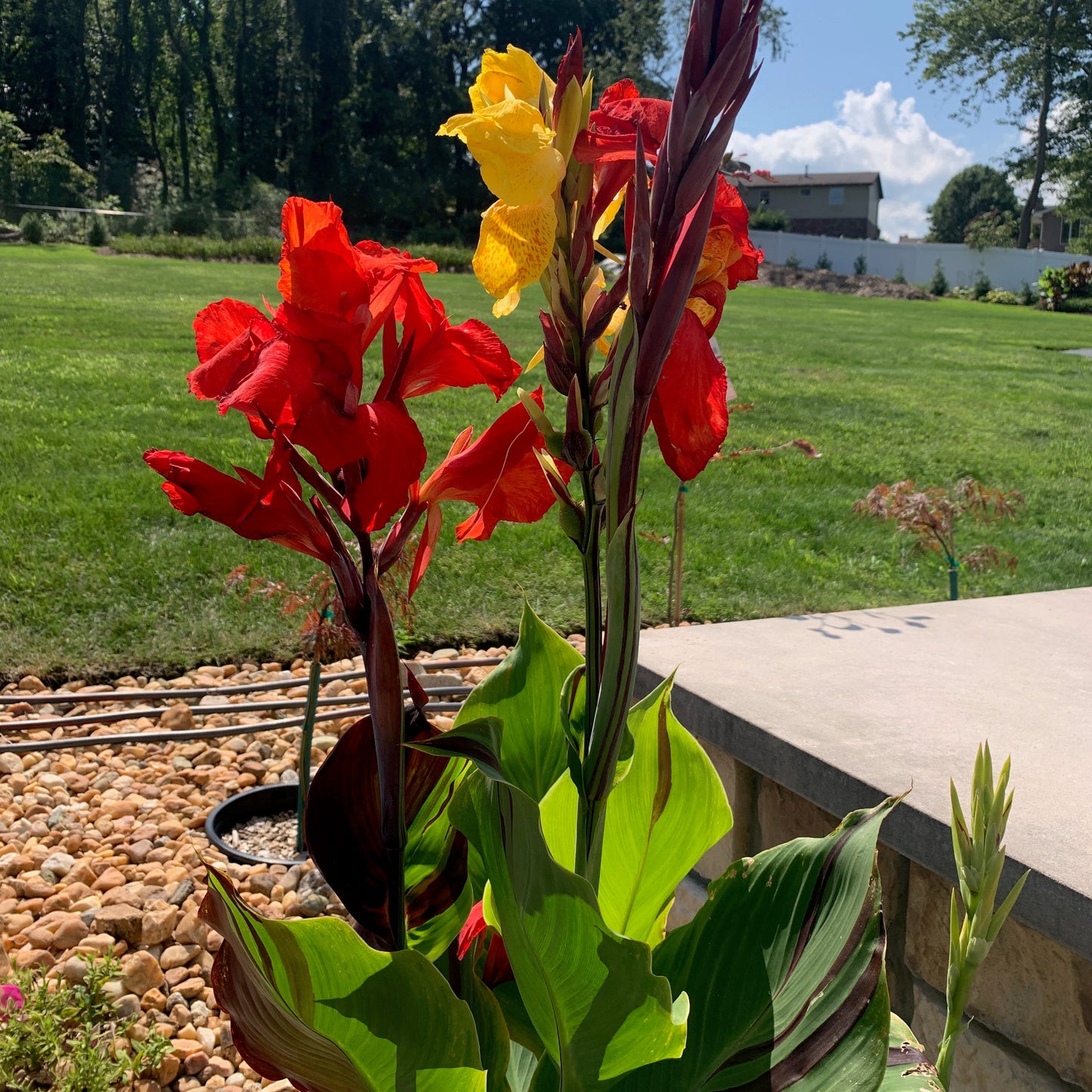 Cleopatra Canna Bulbs