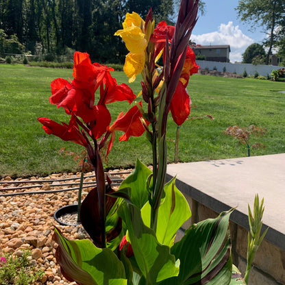 Cleopatra Canna Bulbs