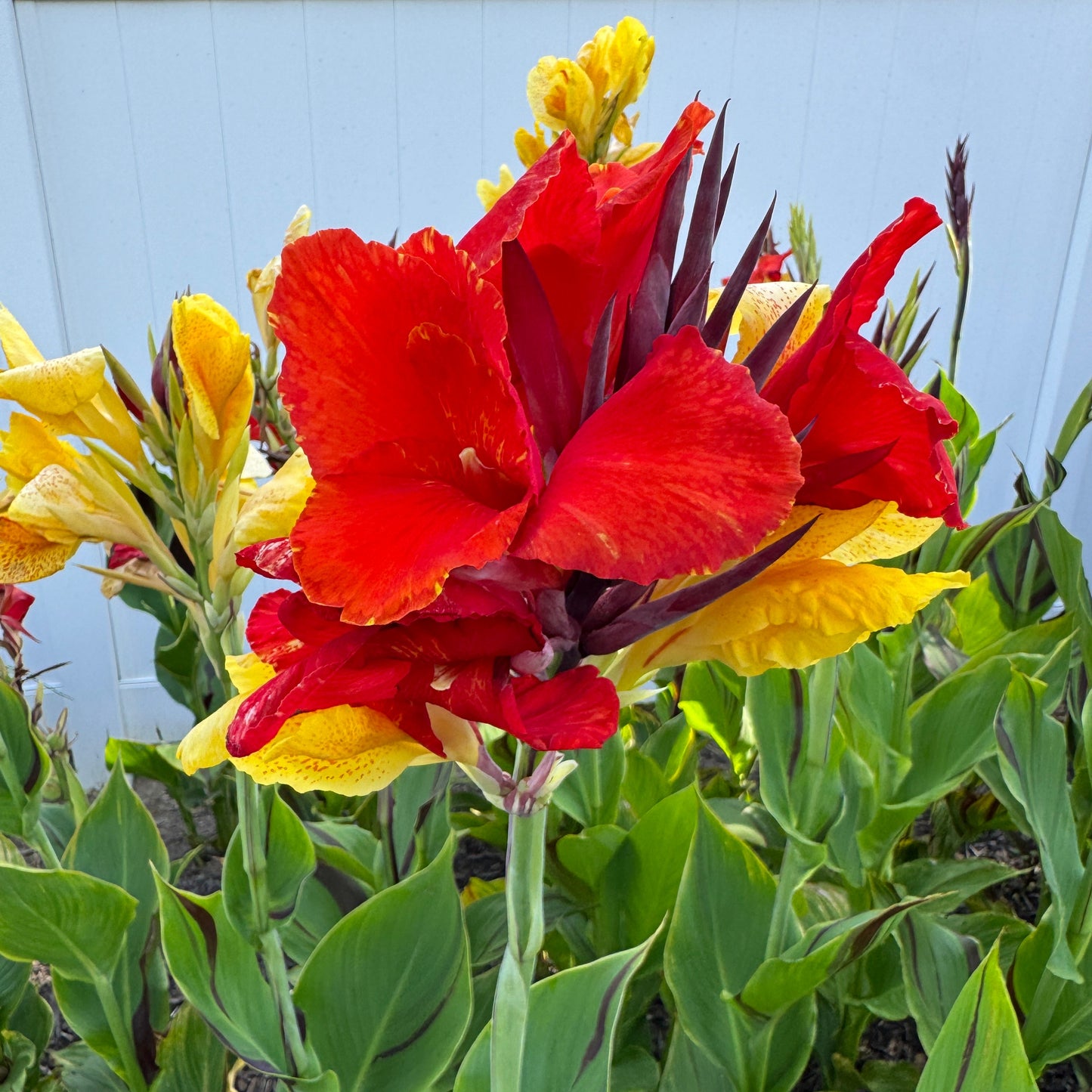 Cleopatra Canna Bulbs
