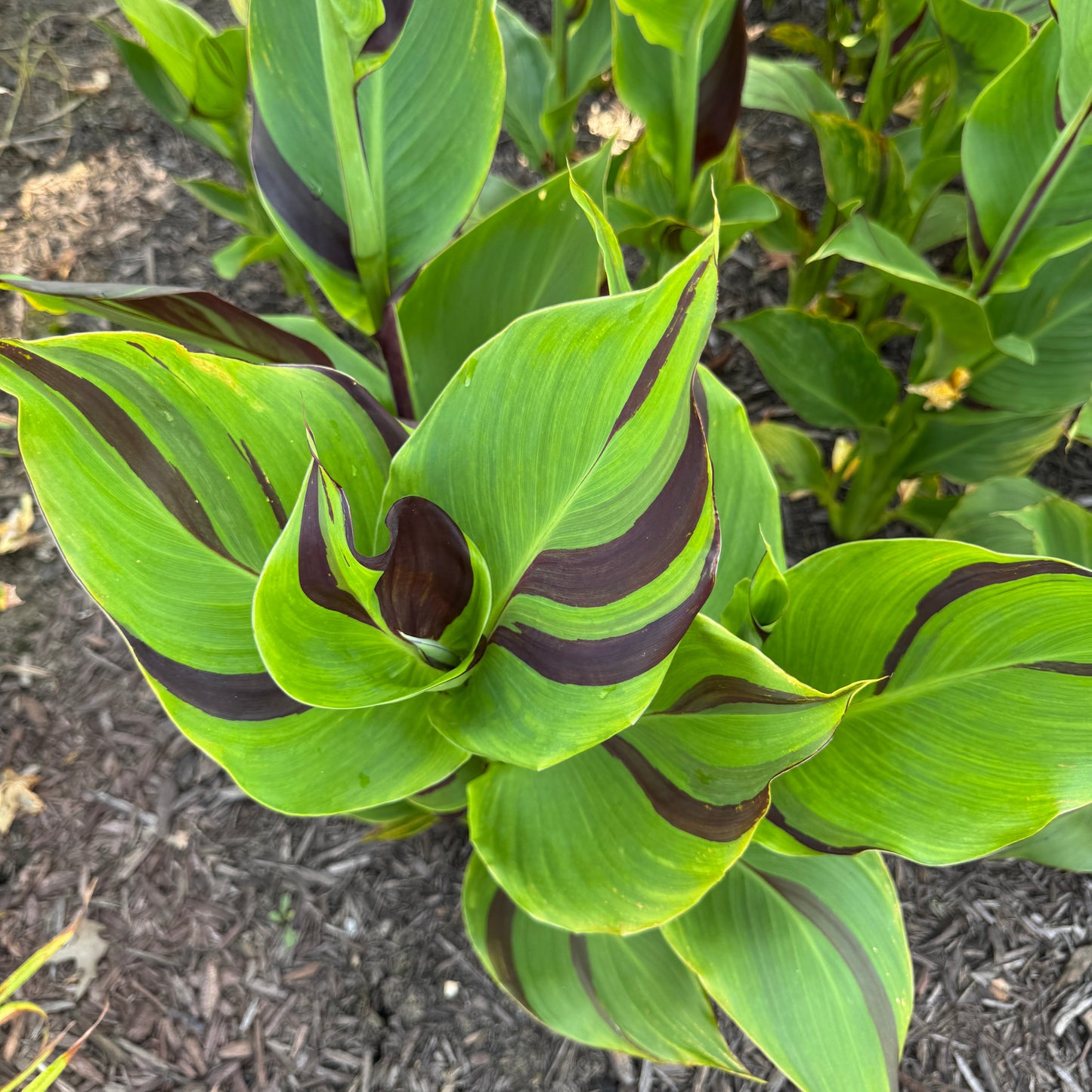 Cleopatra Canna Bulbs