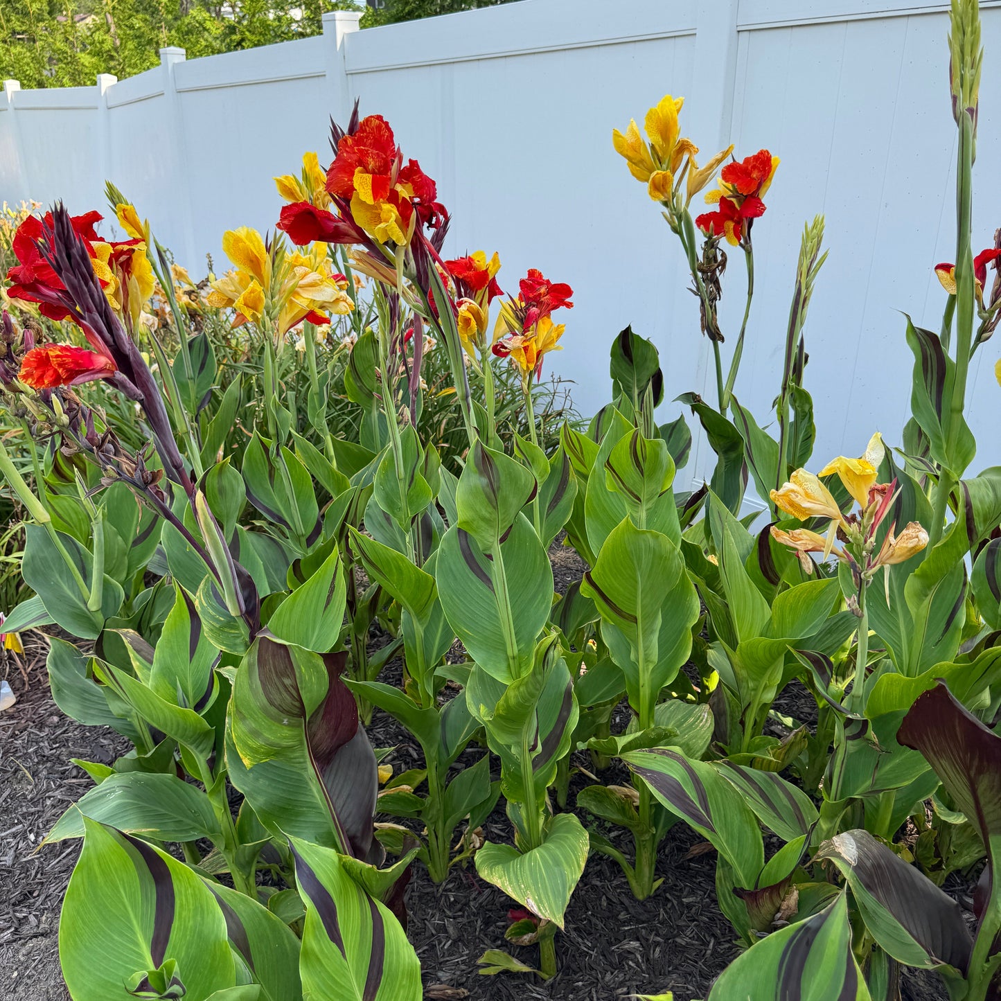 Cleopatra Canna Bulbs