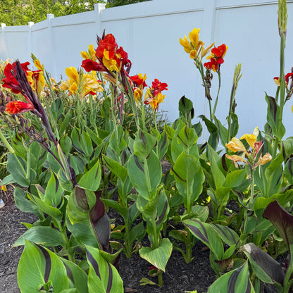 Cleopatra Canna Bulbs