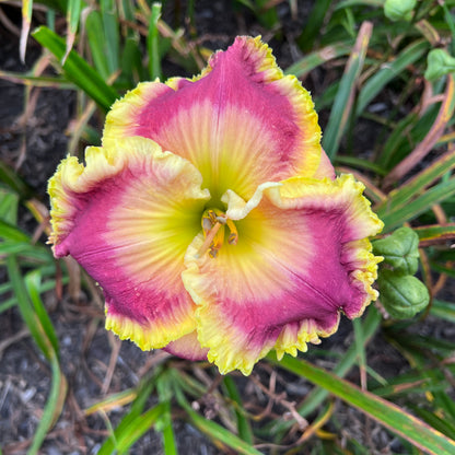 All In Favor x [Pollen Parent] - 5 seeds