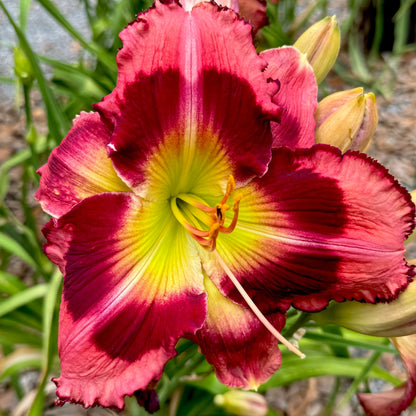 Bold Raven x [Pollen Parent] - 5 seeds