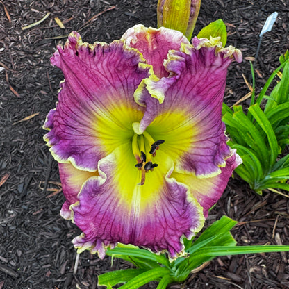 Apache Sunrise x [Pollen Parent] - 5 seeds