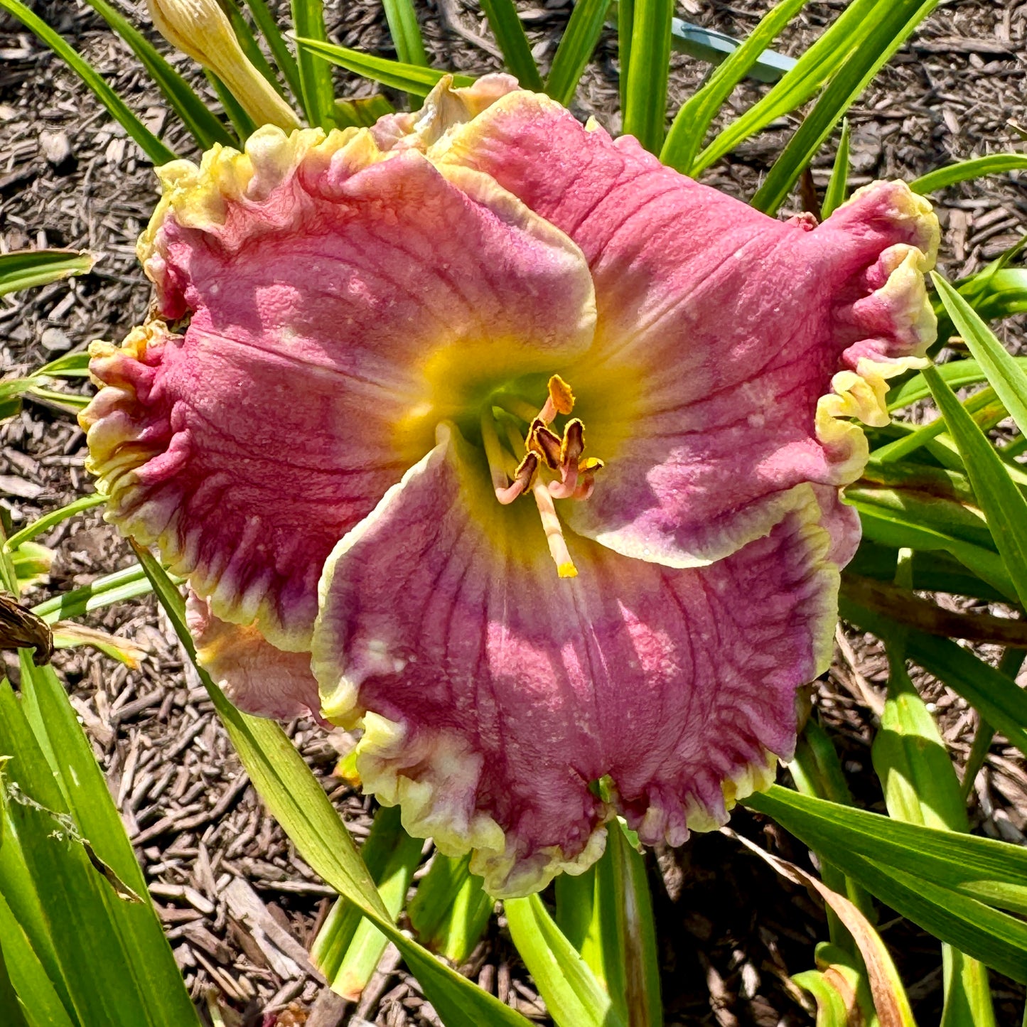 Apache Sunrise x [Pollen Parent] - 5 seeds