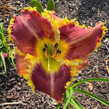 Bold Raven x [Pollen Parent] - 5 seeds