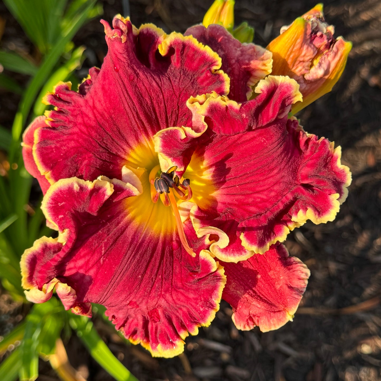 Bass Gibson x [Pollen Parent] - 5 seeds