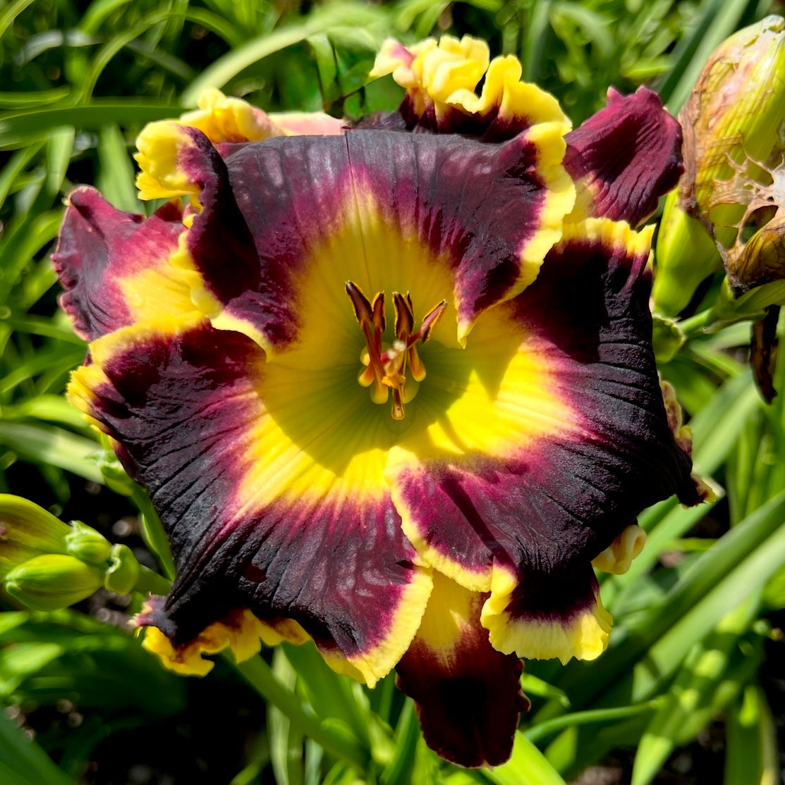 Best In Show x [Pollen Parent] - 5 seeds