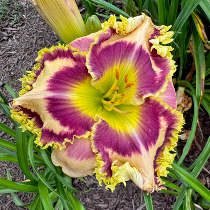 Applique Prism x [Pollen Parent] - 5 seeds