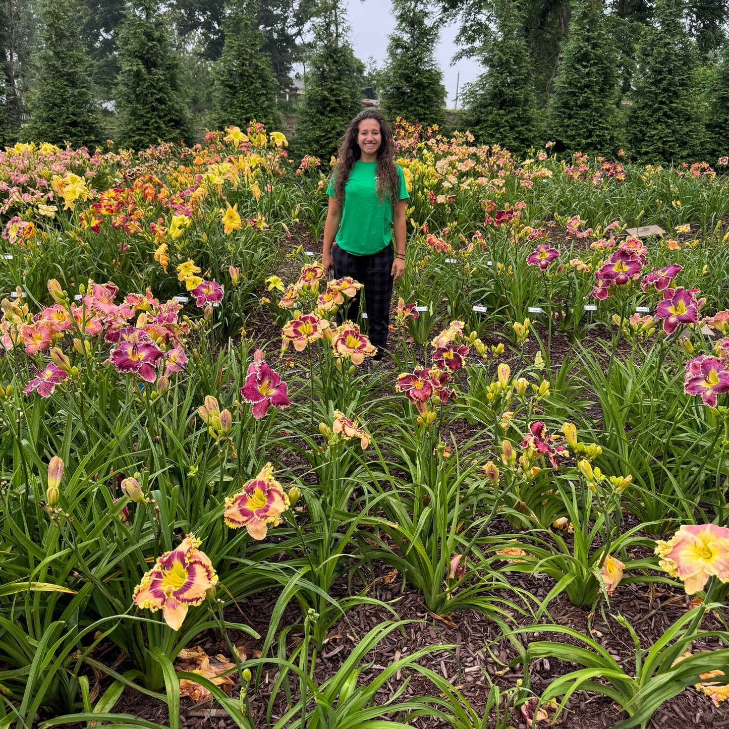 Mixed Daylilies, SF. 10+ qty (As Low As $2.99/ea)