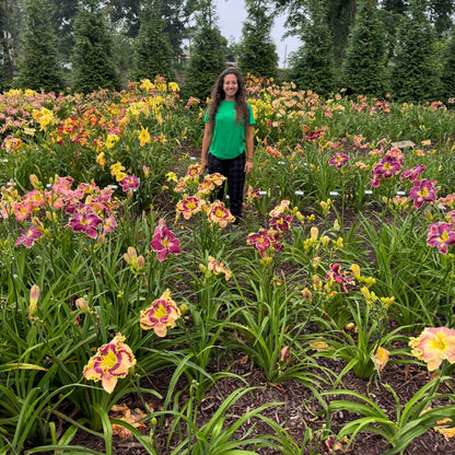 Mixed Daylilies, SF. 10+ qty (As Low As $2.99/ea)