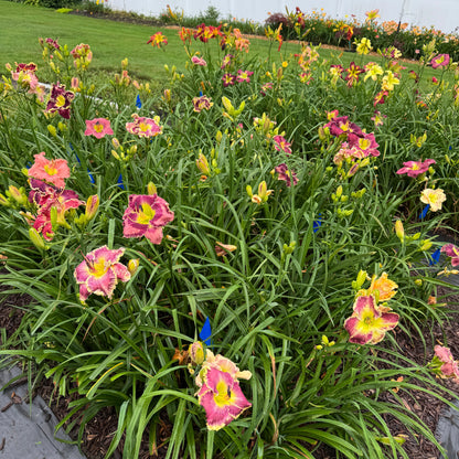 Mixed Daylilies, SF. 10+ qty (As Low As $2.99/ea)