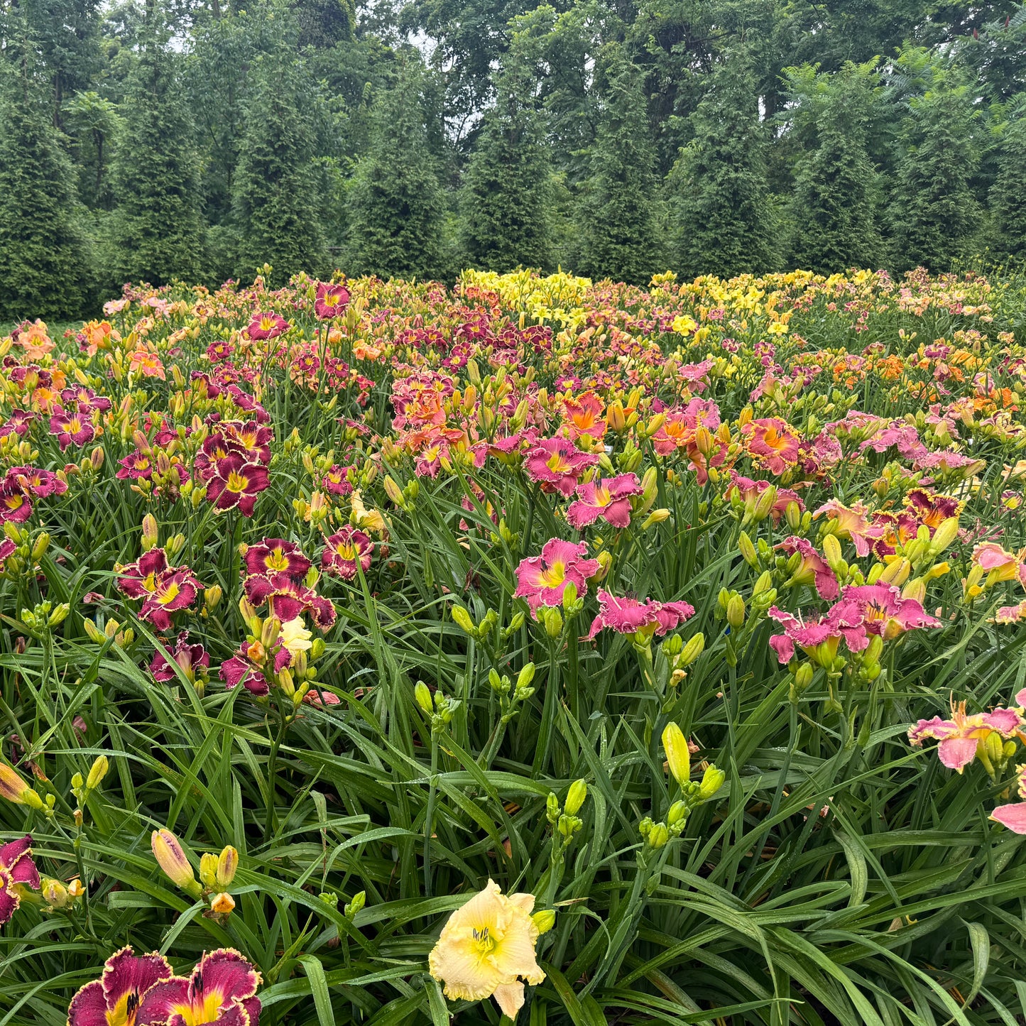 Mixed Daylilies, SF. 10+ qty (As Low As $2.99/ea)