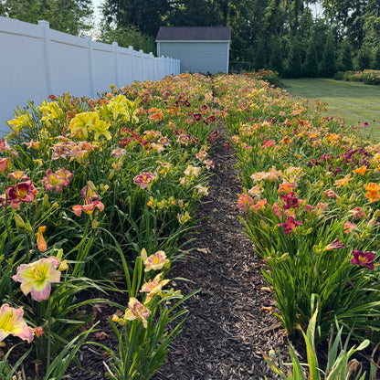 Mixed Daylilies, SF. 10+ qty (As Low As $2.99/ea)