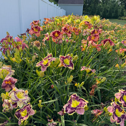 Mixed Daylilies, SF. 10+ qty (As Low As $2.99/ea)