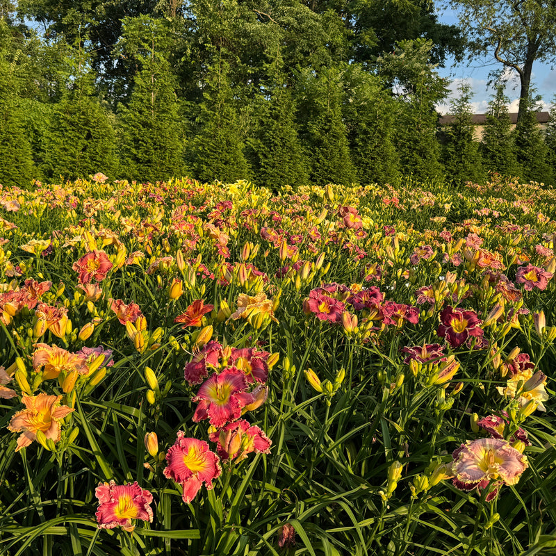 Mixed Daylilies, SF. 10+ qty (As Low As $2.99/ea)