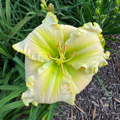 Applique Prism x [Pollen Parent] - 5 seeds