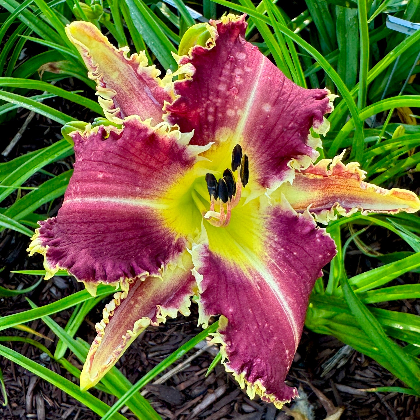Bass Gibson x [Pollen Parent] - 5 seeds